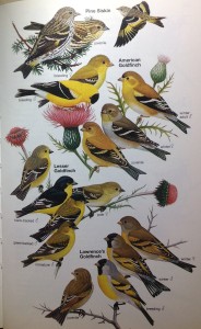 bird drawings